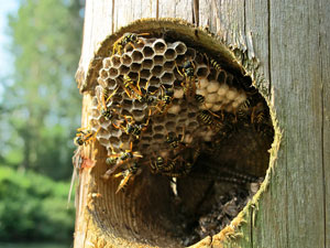 bee extermination boston