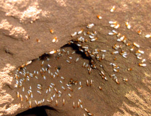 find termites in cambridge