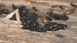 exterminate carpenter ants