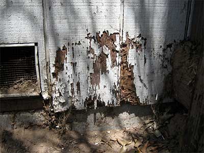 boston termite control