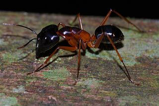 get boston carpenter ant inspection