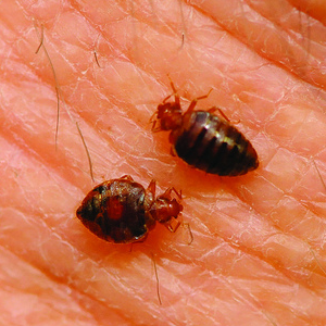 boston bed bug treatment