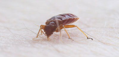 best boston bed bug extermination