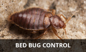 Bed Bug Control | Residential & Commercial Pest Control | NW Pest Control