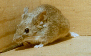 Mice Control | NW Pest Control