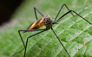 Mosquito Control | Residential Pest Control | NW Pest Control