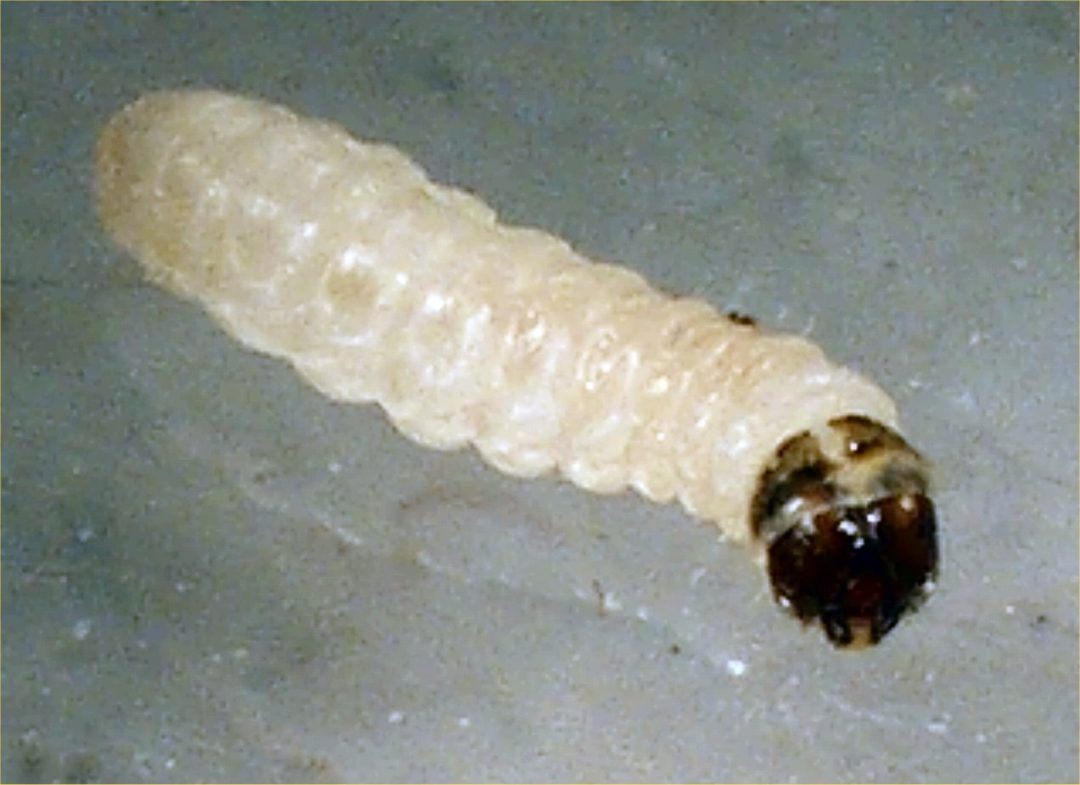 CASEMAKING CLOTH MOTH LARVAE - NW Pest Control