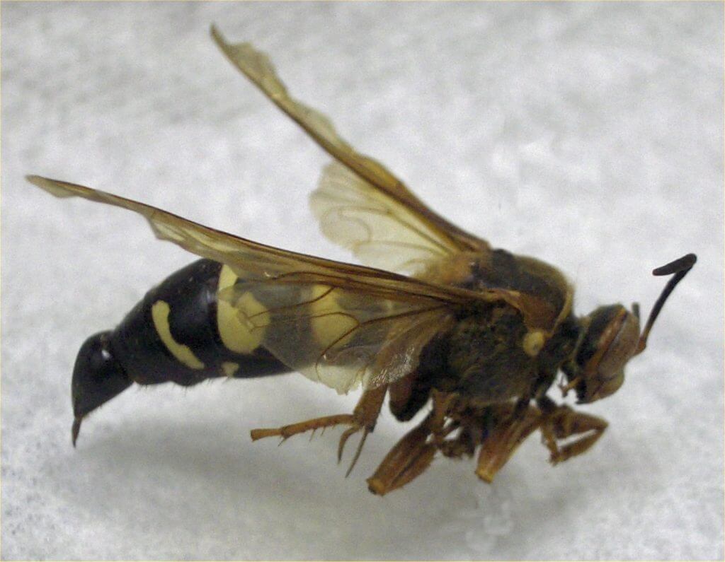 cicada killer size