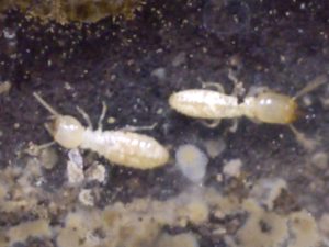 Eastern Subrerranian Termite Workers | Residential Termite Control | NW Pest Control