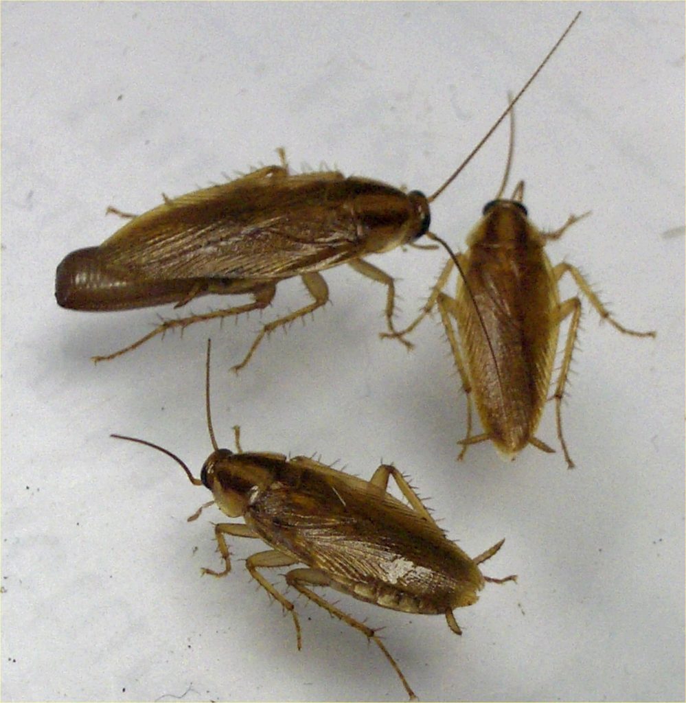 Top 93+ Images Show Me A Picture Of A German Cockroach Updated