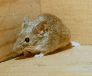 House Mouse | Residential Pest Control | NW Pest Control