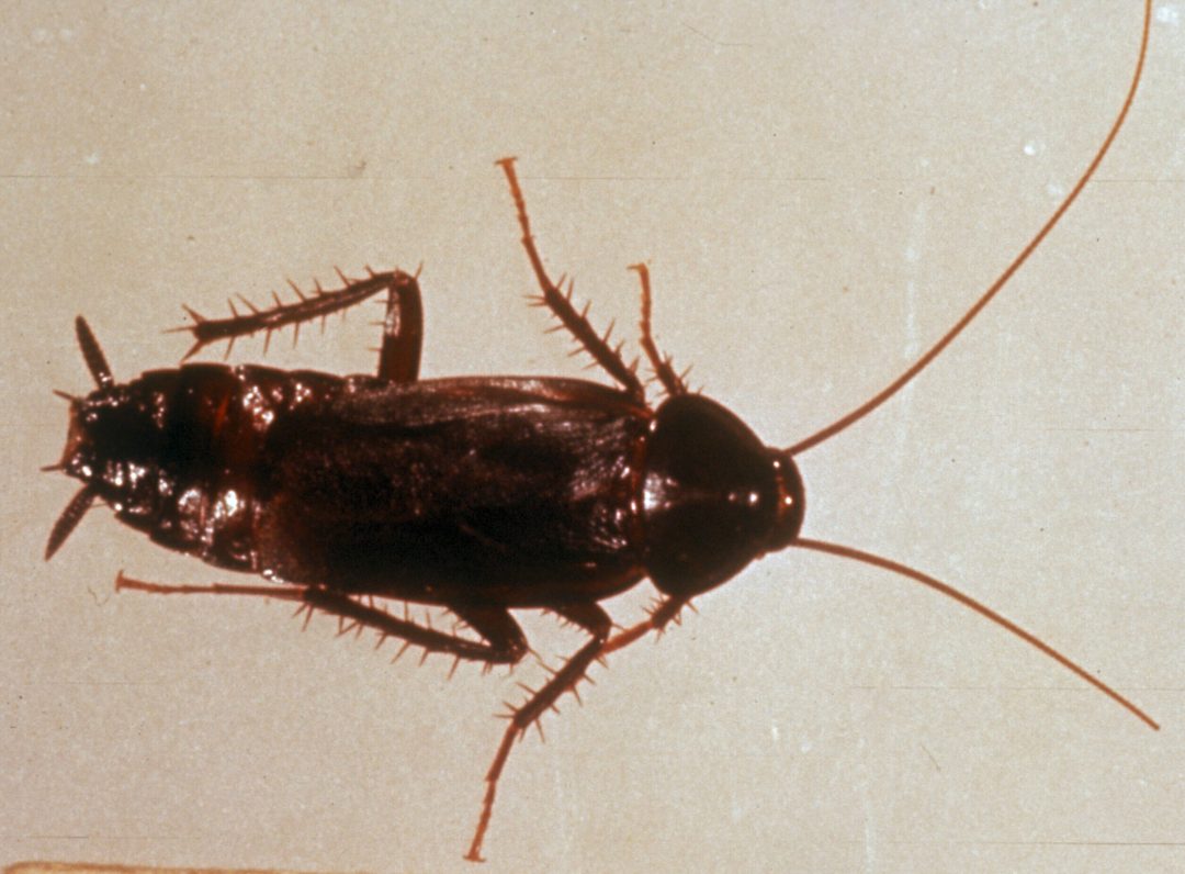 ORIENTAL ROACH | NW Pest Control