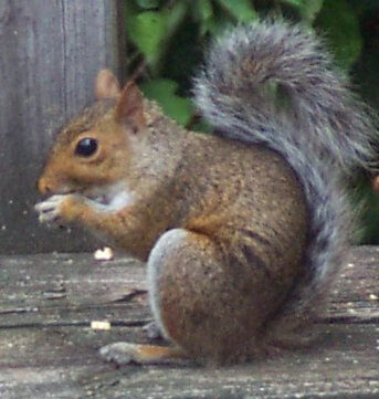 Wildlife & Squirrel Control | Residential & Commercial Pest Control | NW Pest Control