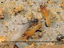 Termites - NW Pest Control