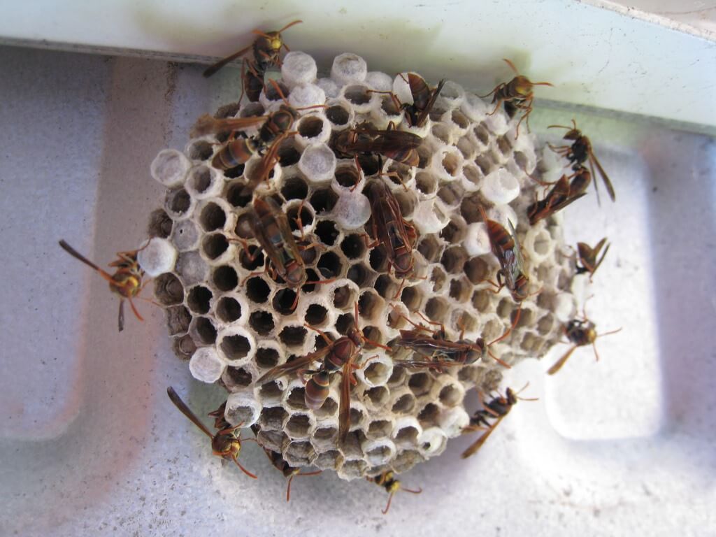 Bee Hive - NW Pest Control