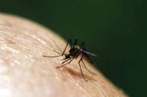 Mosquito on skin