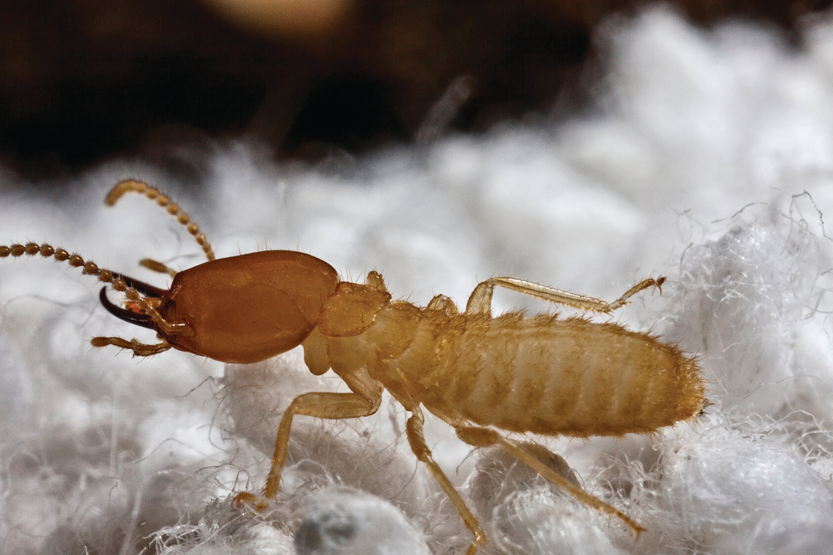Termite Control NW Pest Control