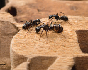 Carpenter Ants On Damaged Wood