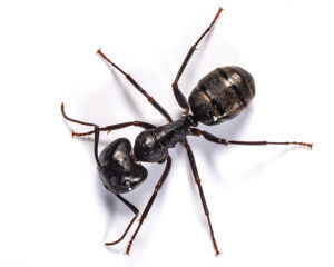 Close Up Of A Carpenter Ant