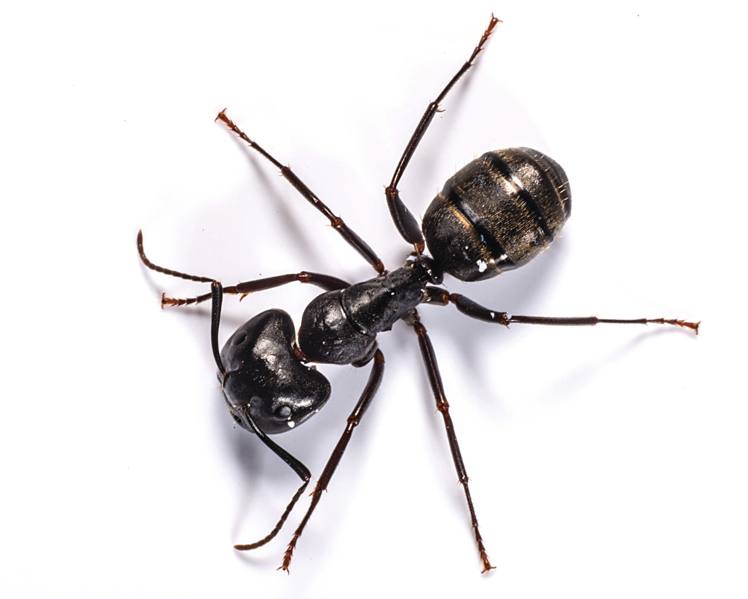 Carpenter Ants