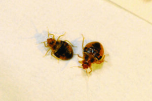 Two bedbugs on bed close up