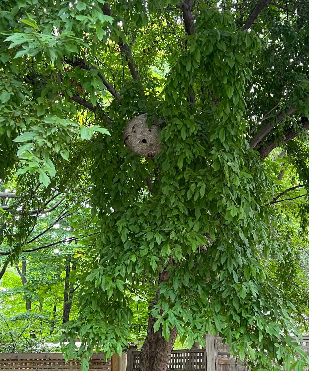 Bald-faced hornet nest hanging from tree
