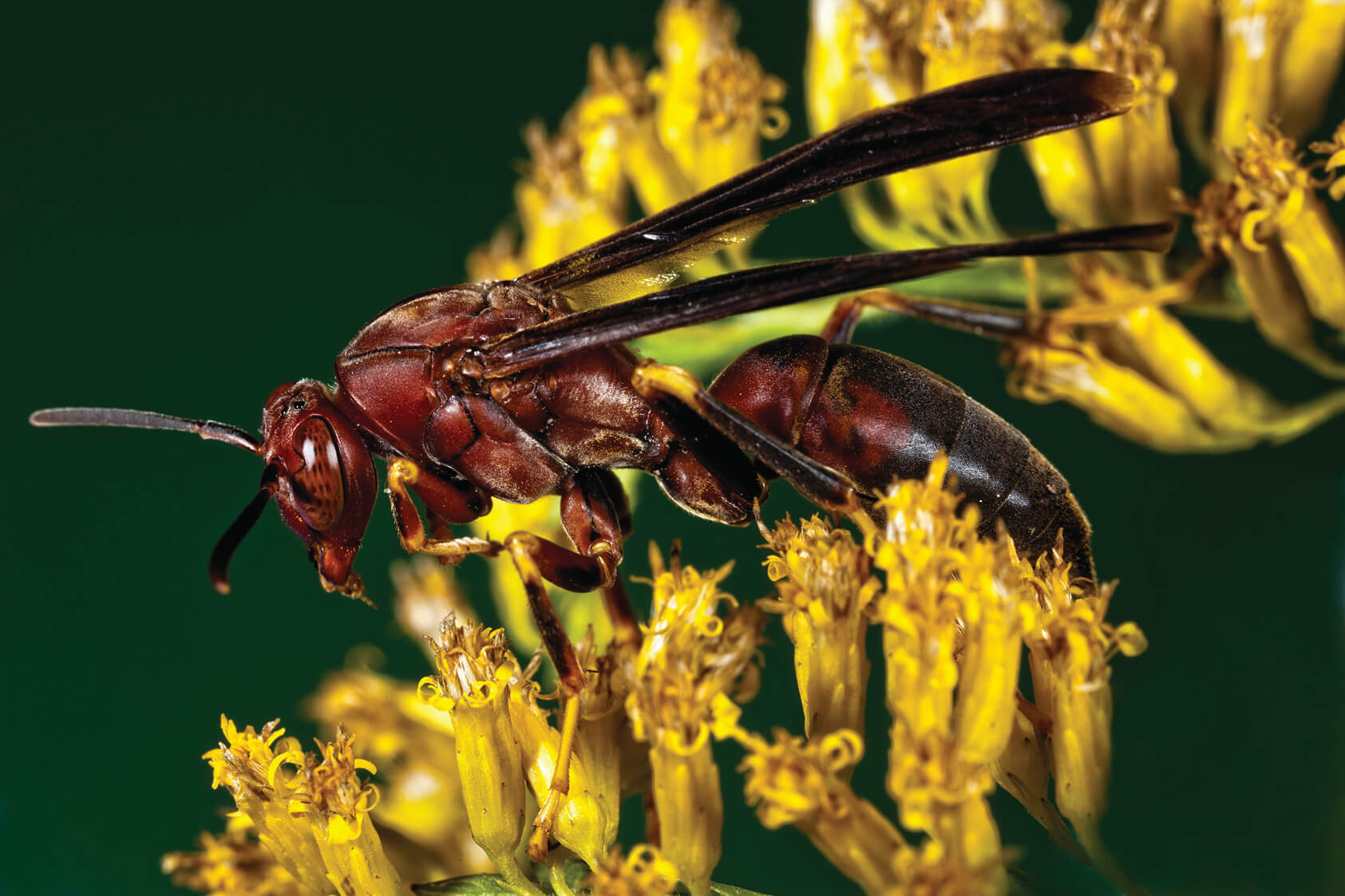 paper-wasp Paper Wasp on Yellow Flower