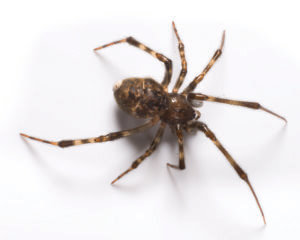House Spider Closeup