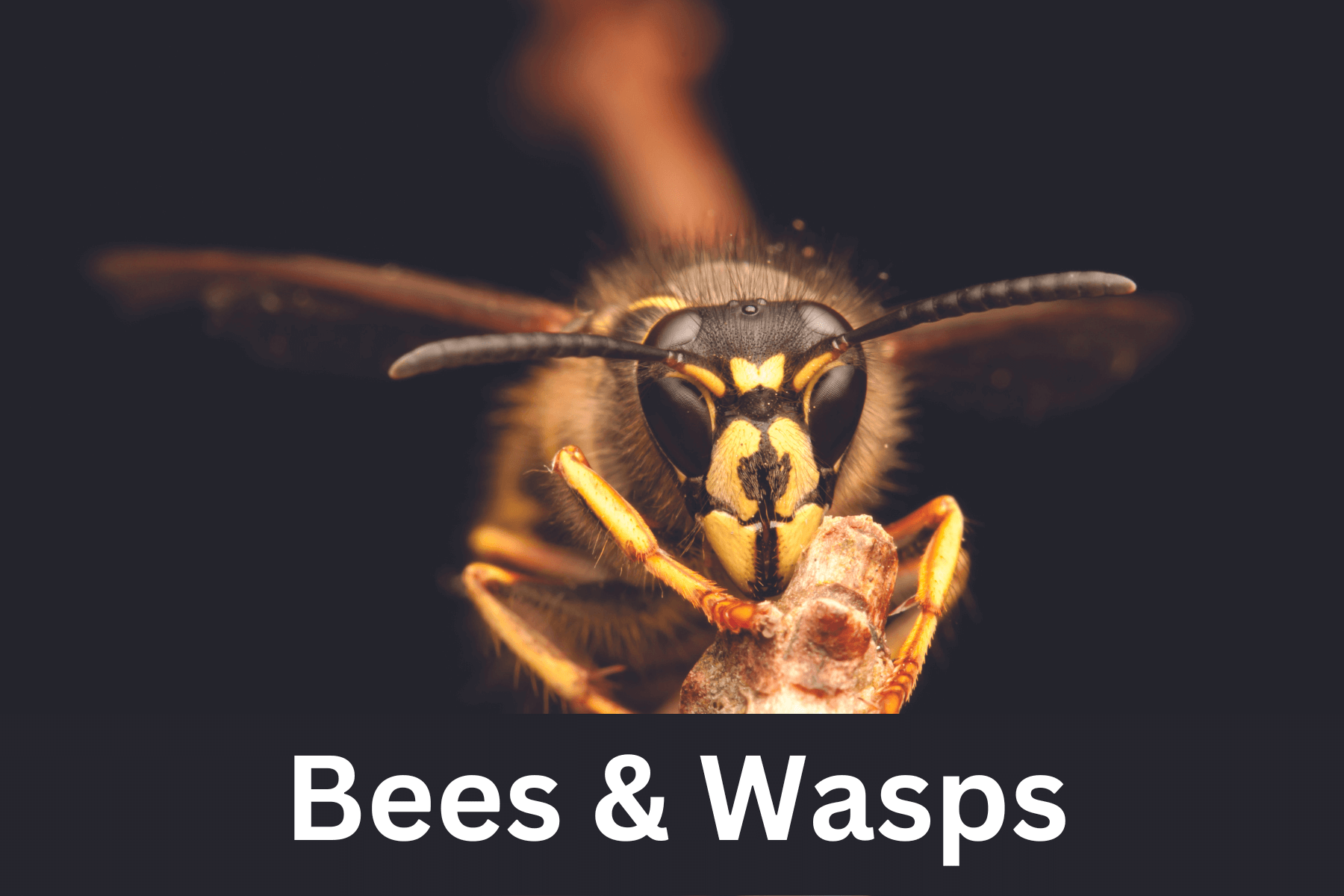 Bee and wasp control | NW Pest Control