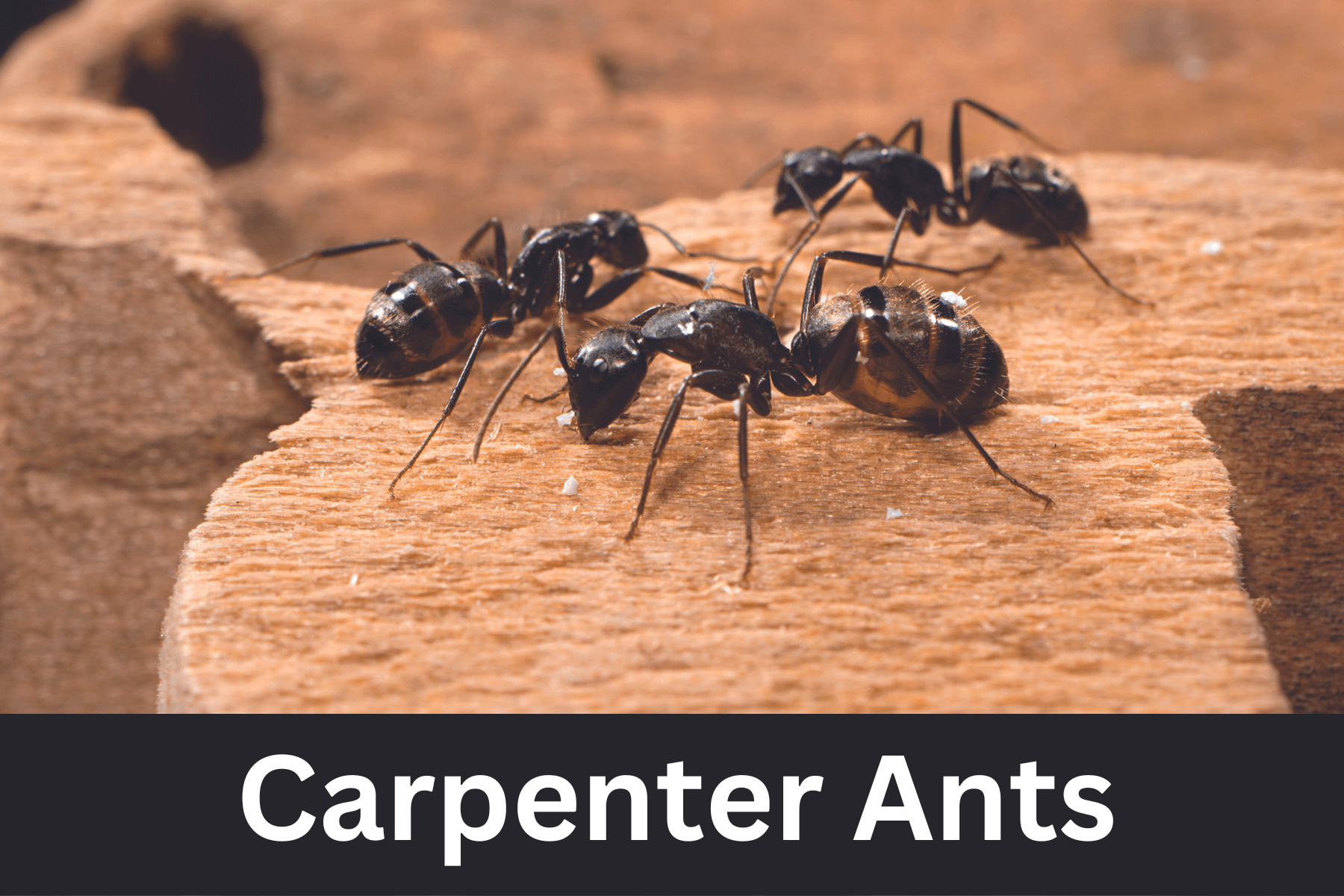 Carpenter ant control