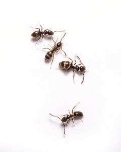 odorous-house-ants