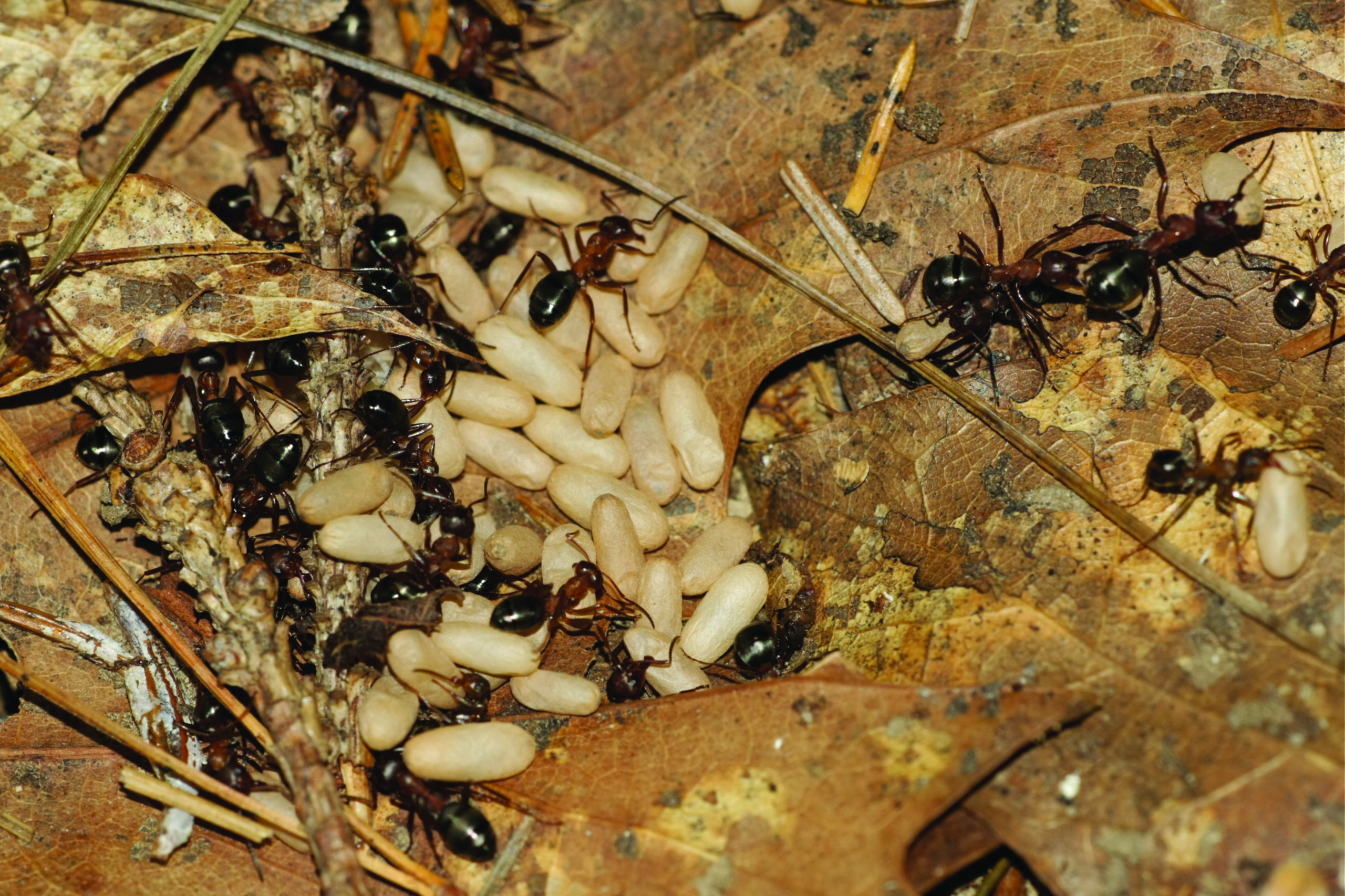 Ants Nesting